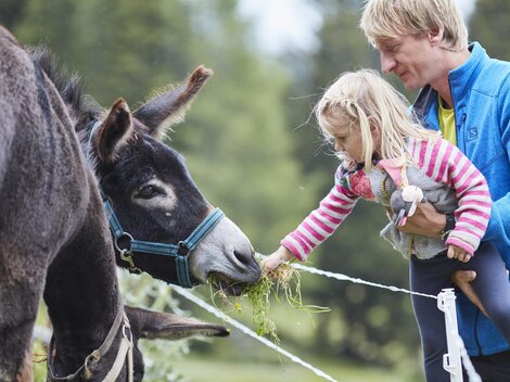 A man and a little girl are feeding a donkey with fresh grass. The setting is a friendly rural environment.
