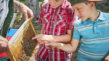 Zwei Jungen beobachten neugierig eine Honigwabe. Sie sind in einer natürlichen Umgebung und lachen, während sie etwas über Bienen lernen.